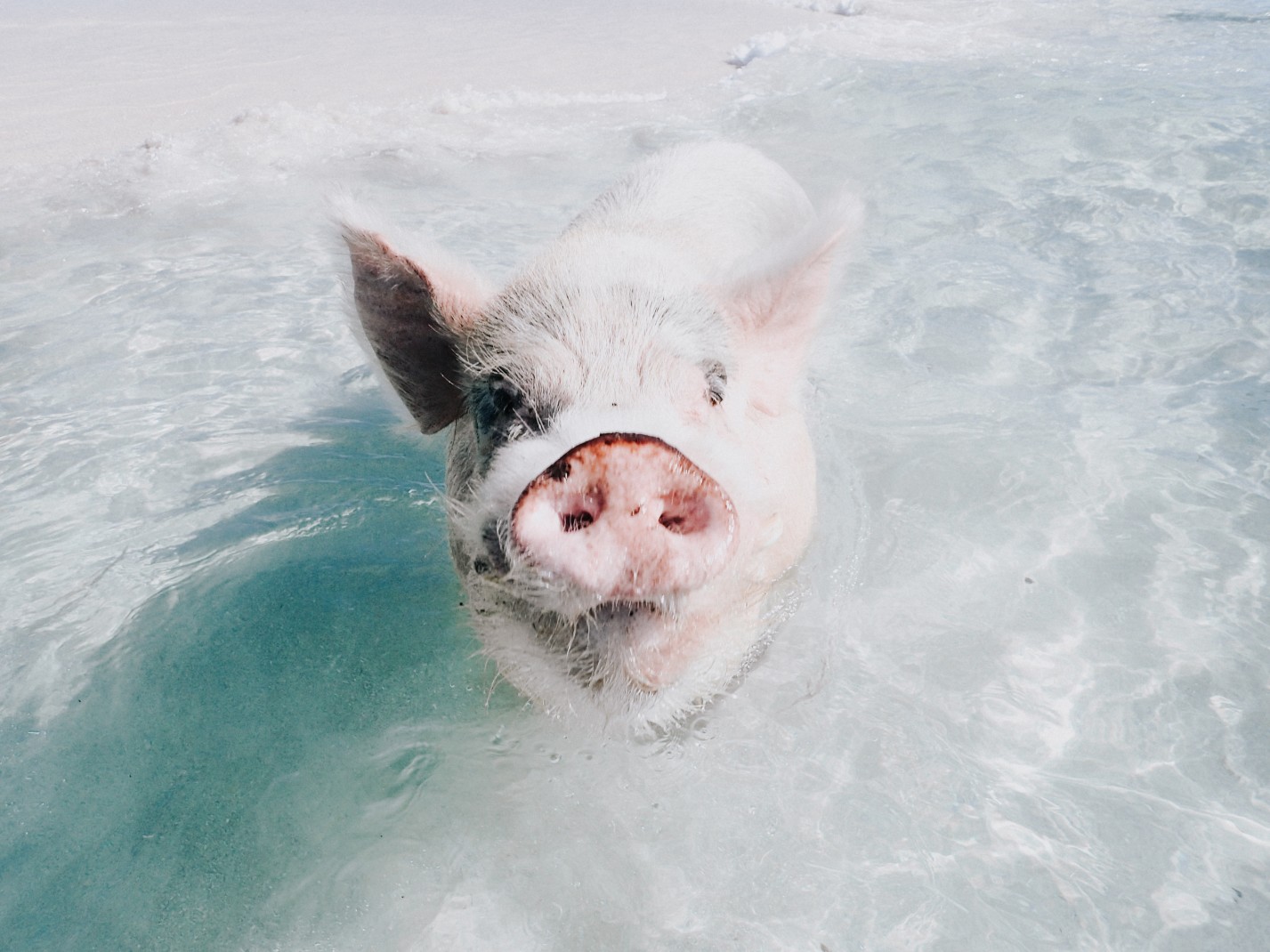 Pig swimming in the water on Pig Beach in the Bahamas