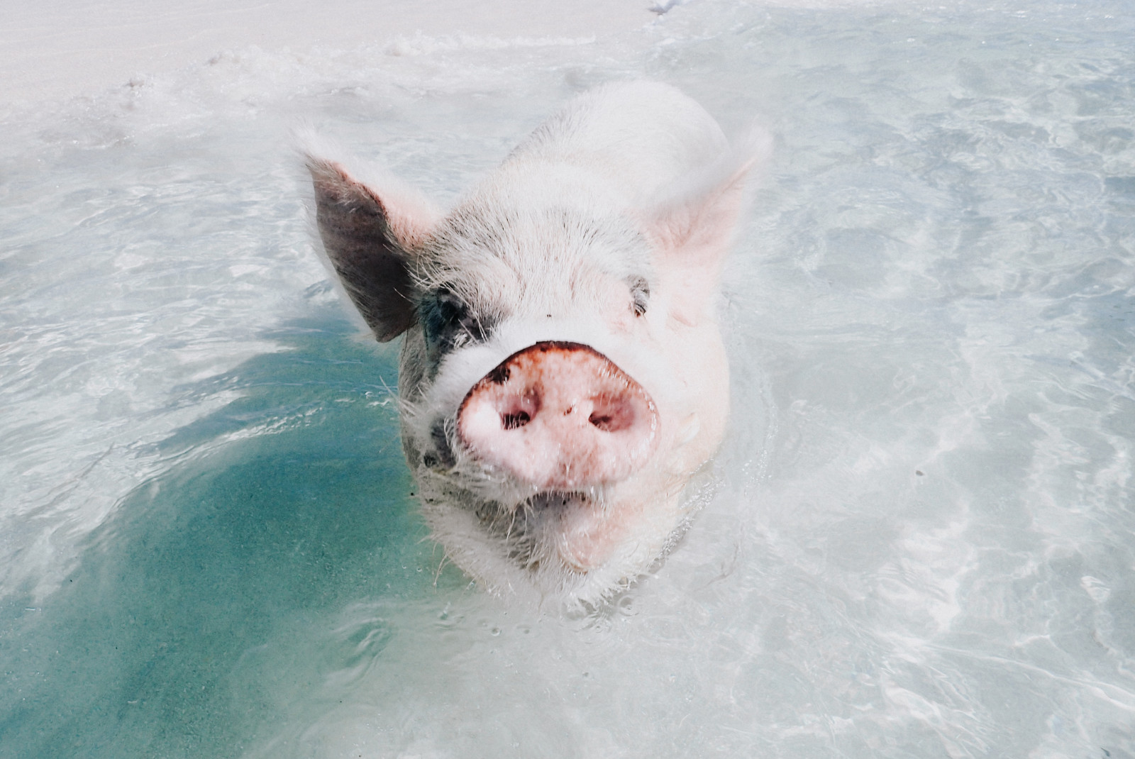 Pig swimming in the water on Pig Beach in the Bahamas