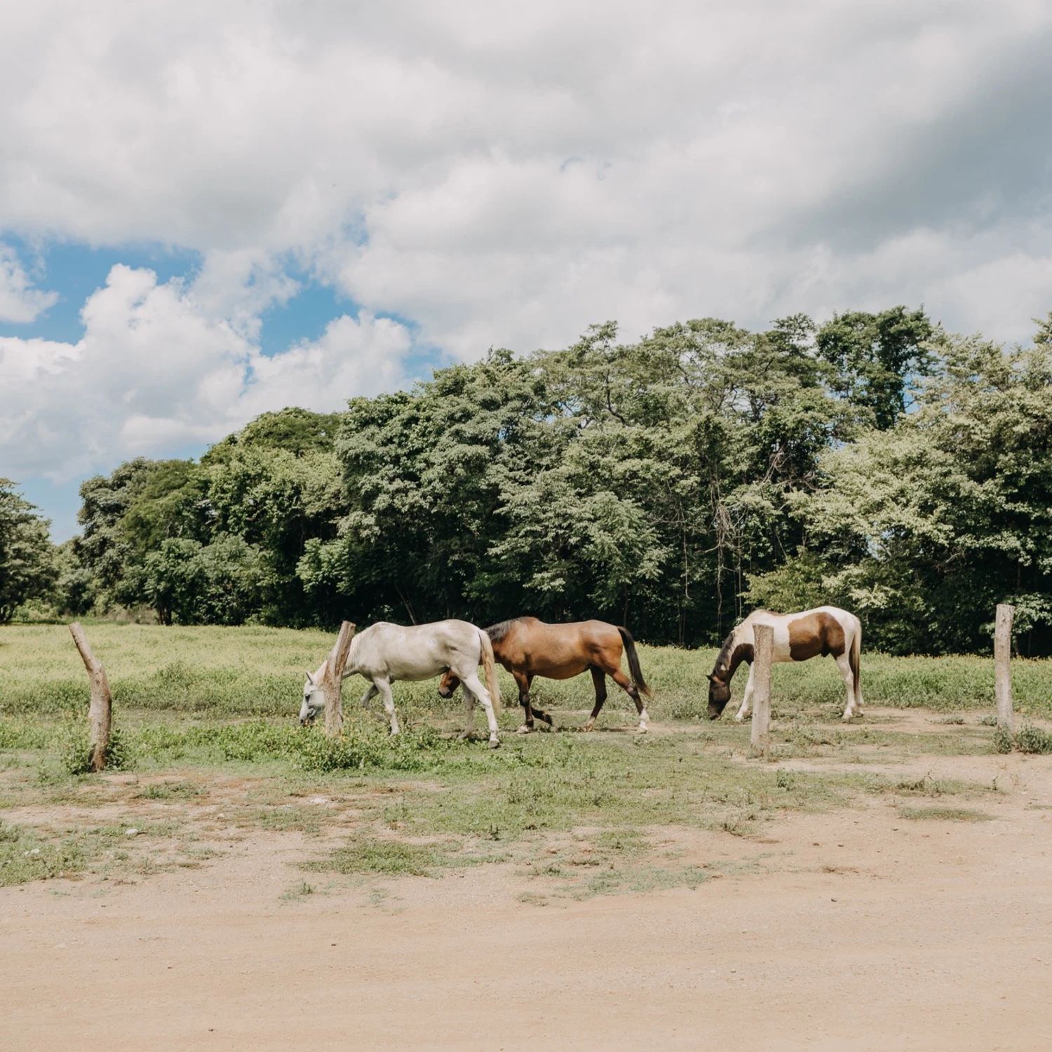 A scenic view of trees with horses grazing