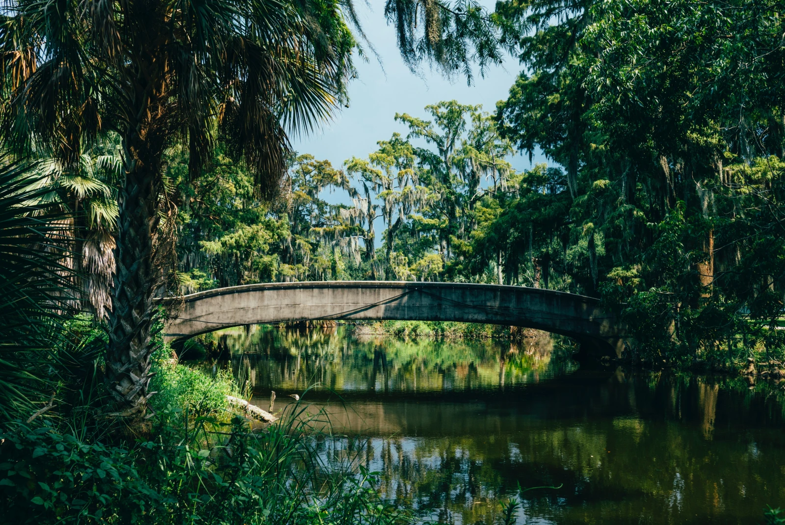 bridge over water surrounded by green plants