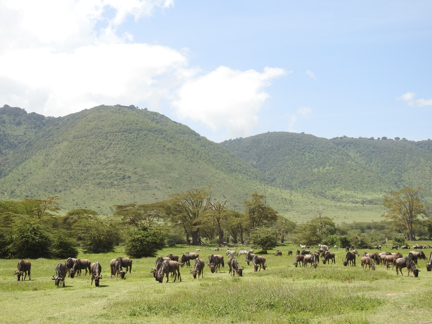  Ngorongoro Crater with animals. 