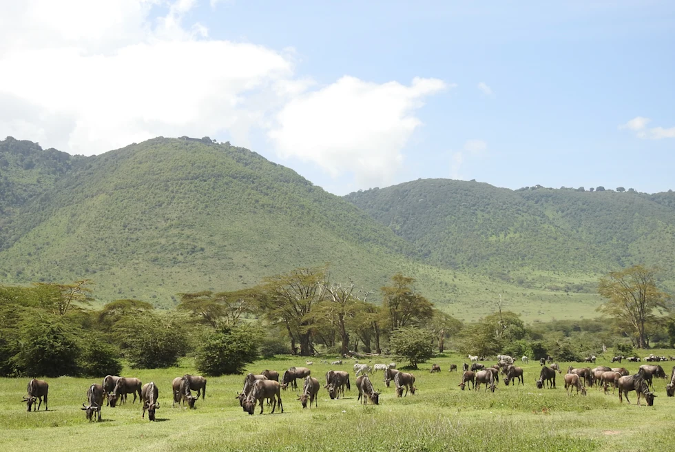 Ngorongoro Crater with animals.