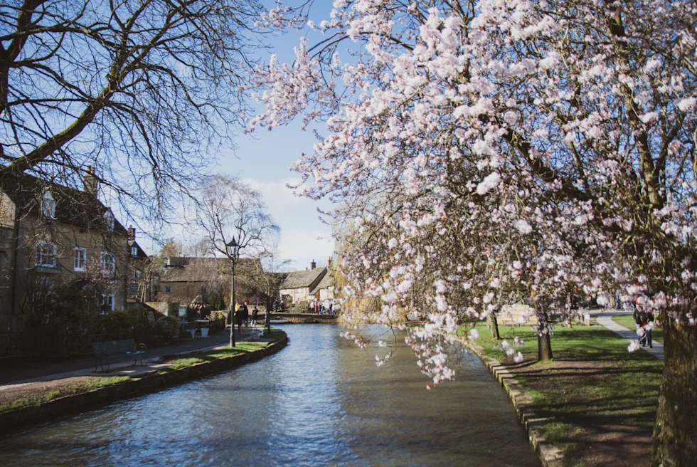 quaint village on a small canal with cherry blossoms