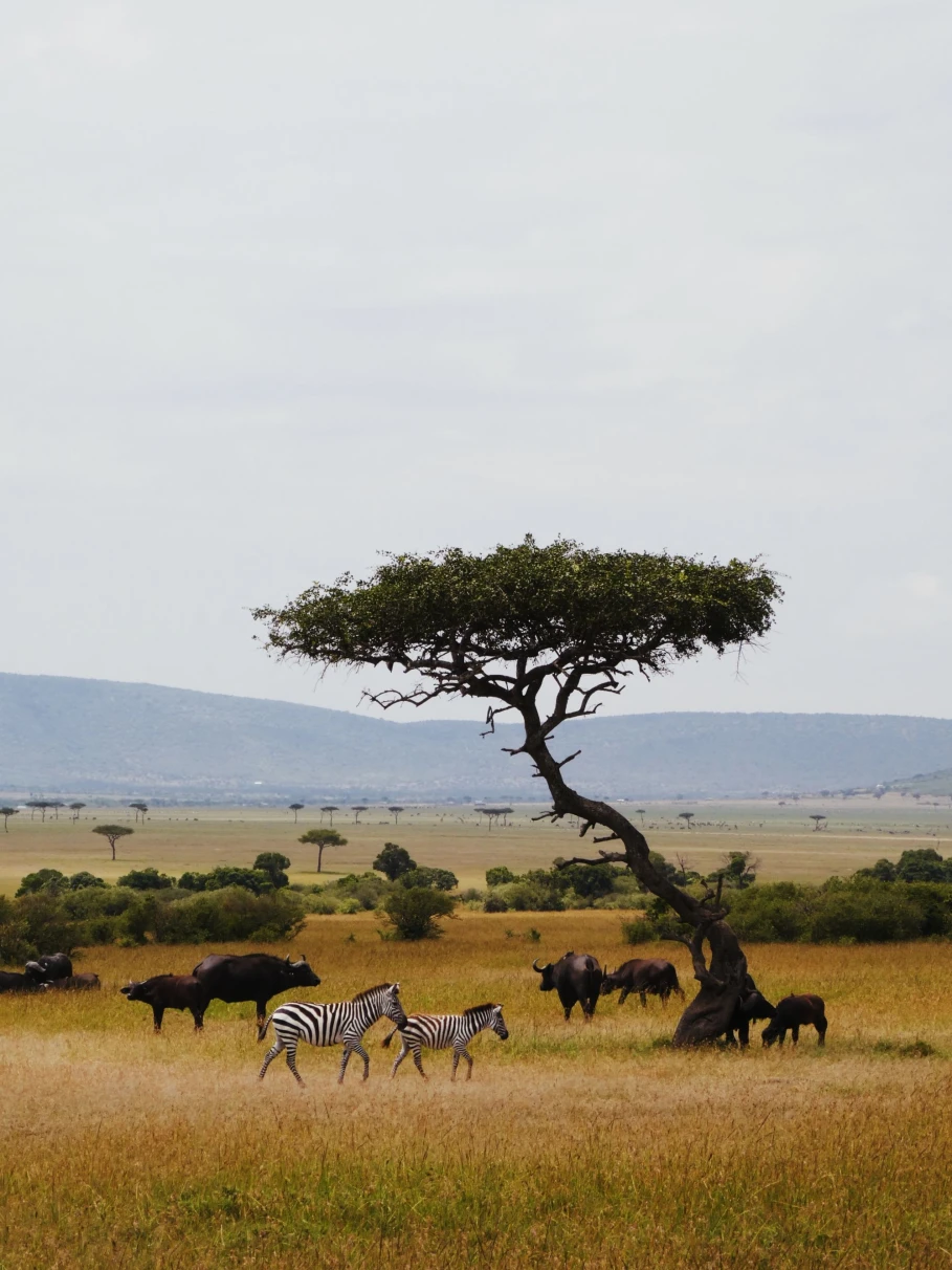 zebras roam in a safari with a tree