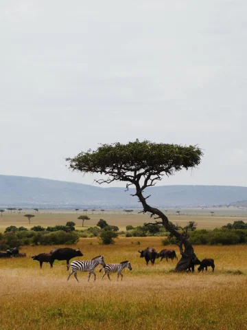 zebras roam in a safari with a tree