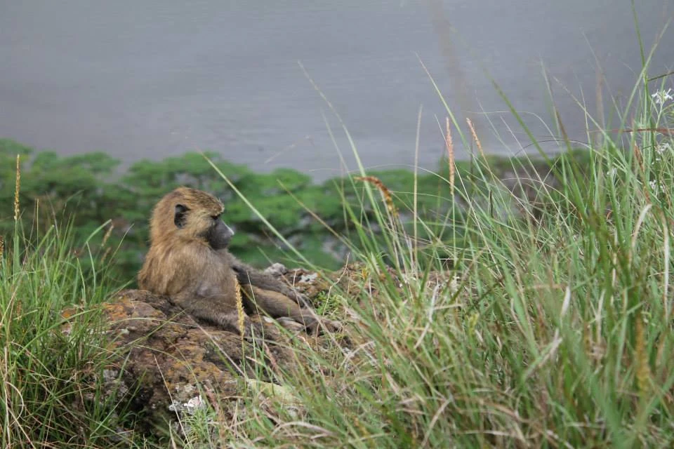 Lion in Kenya