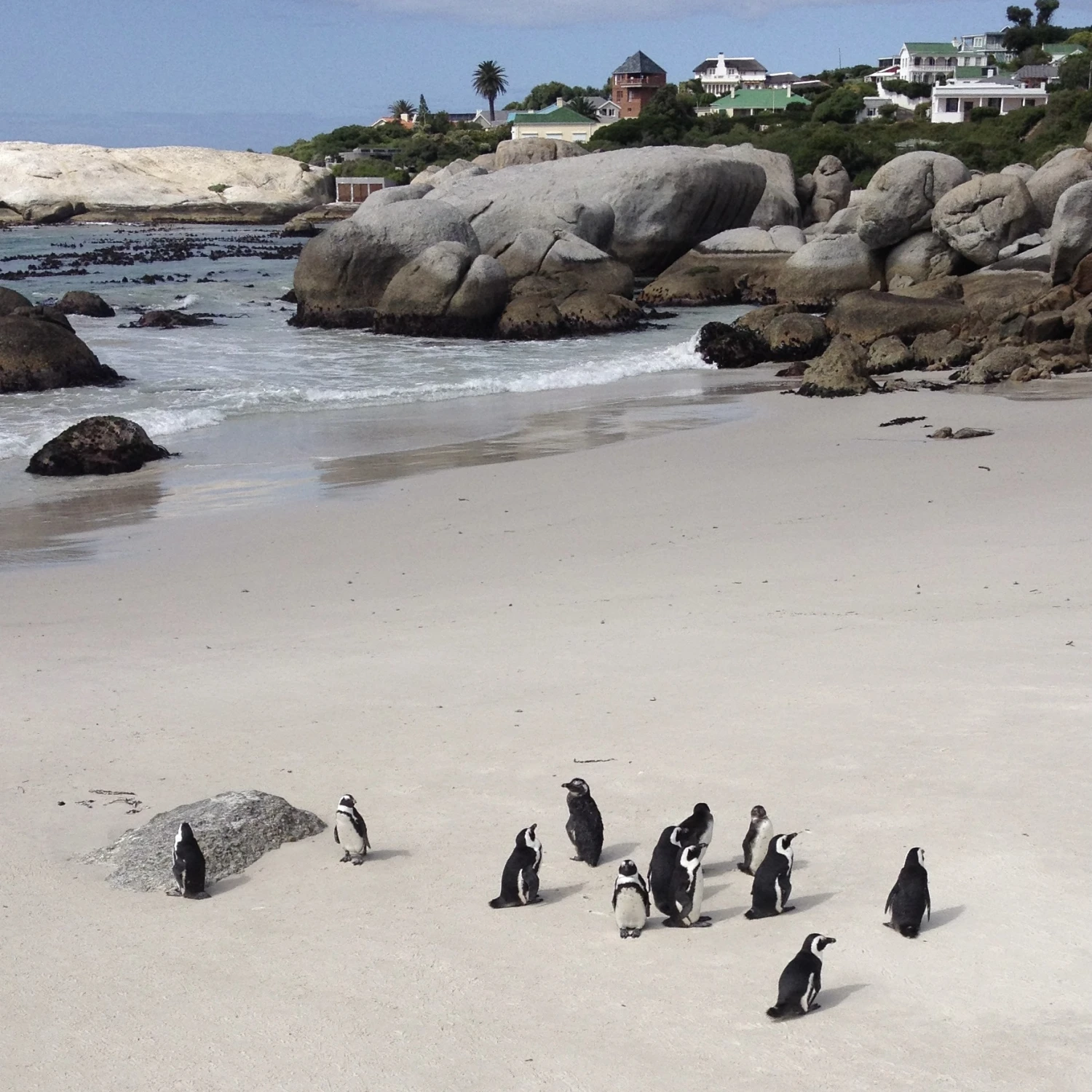 Penguins on the beautiful sea