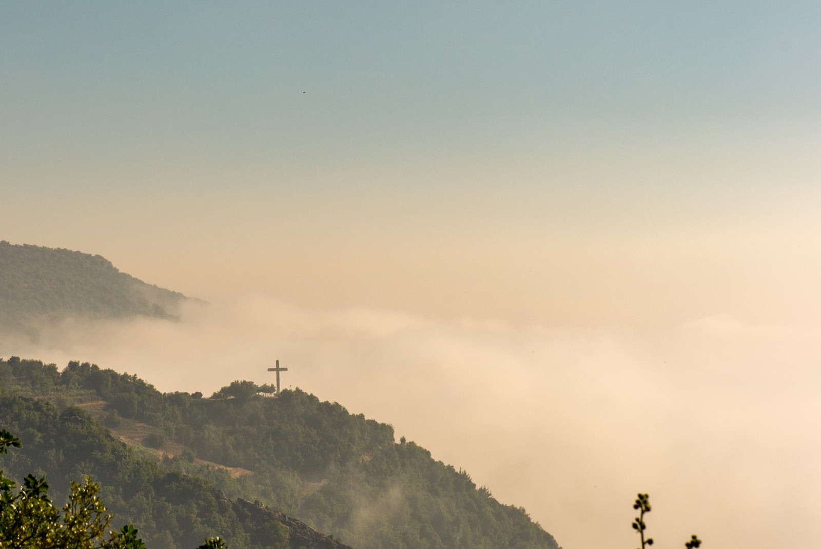 Green mountains with pink flowers with fog during daytime