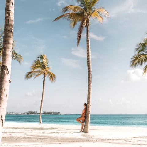 Beach with light blue water and palm trees.