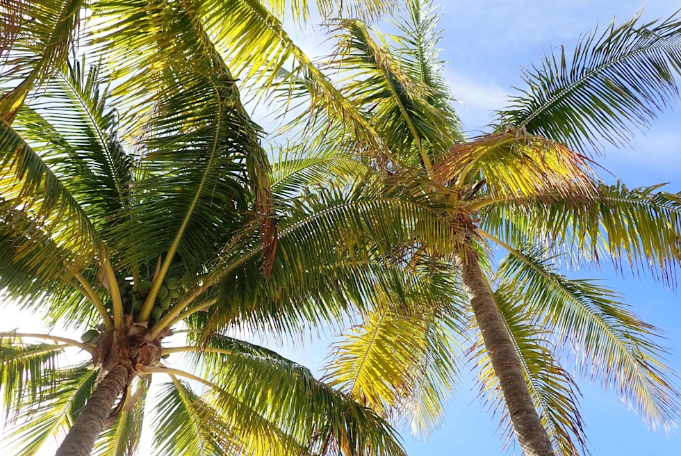 Palm trees against sunlight in the private island of Castaway Cay.