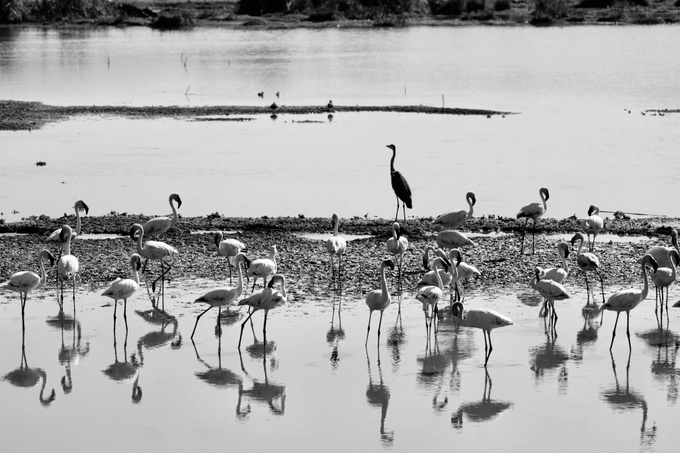 Wild tall birds standing in a pond with stones and reflections