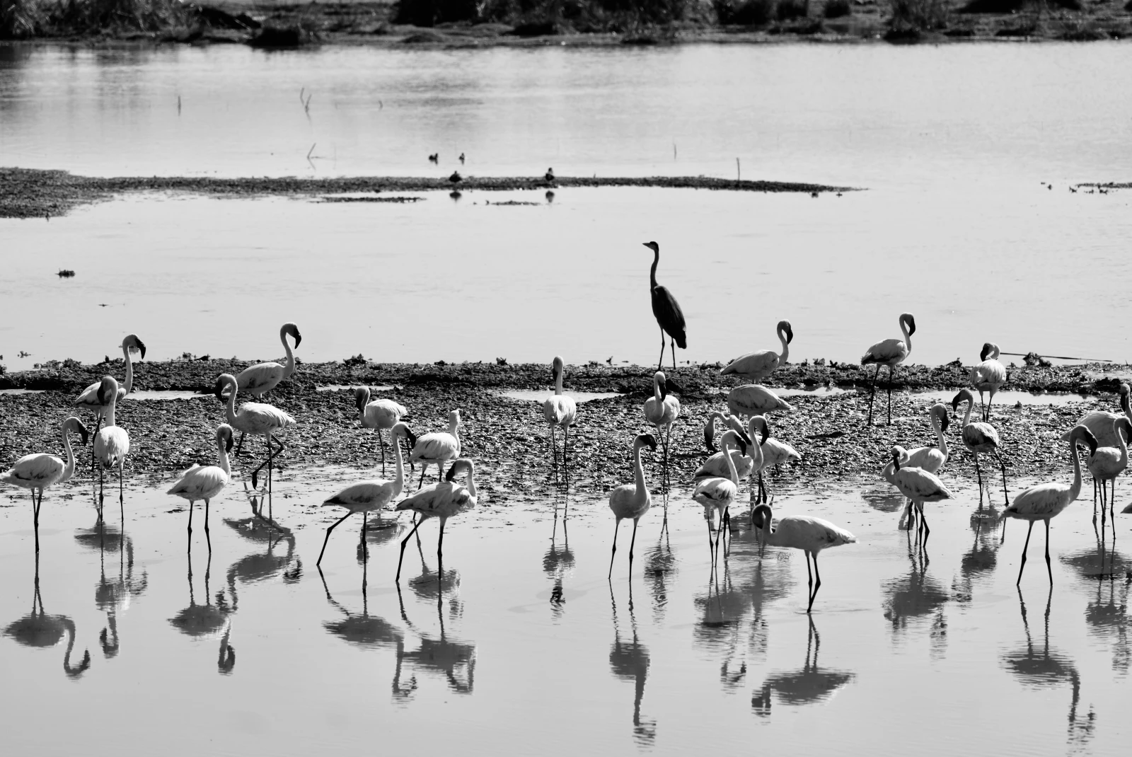 Wild tall birds standing in a pond with stones and reflections