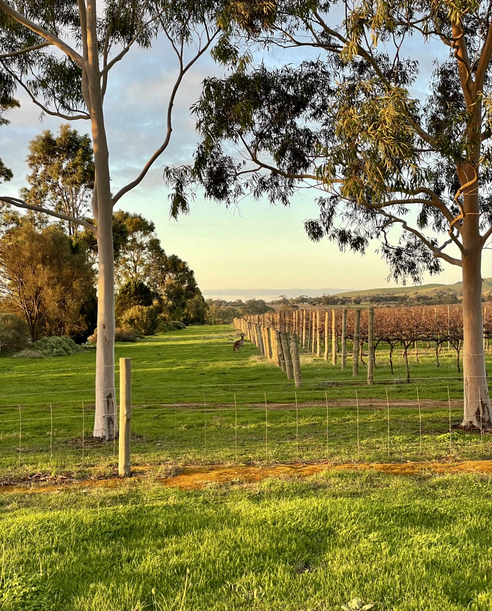 Tanunda Vines and Kangaroo