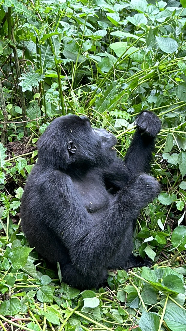 Gorilla Bwindi