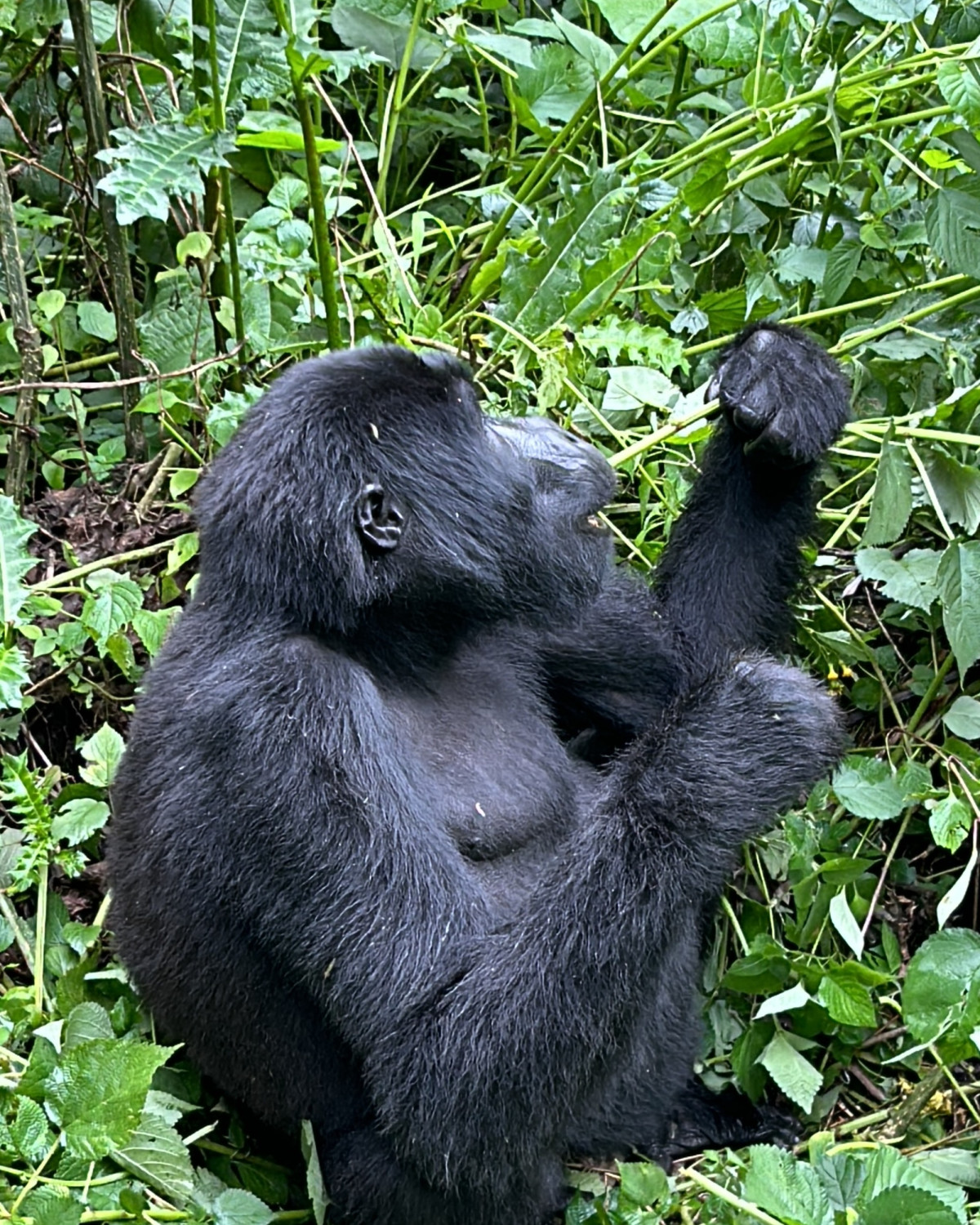Gorilla Bwindi