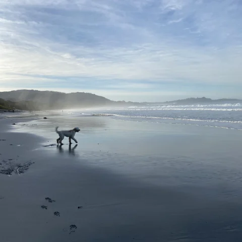 dog on a beach at sunset 