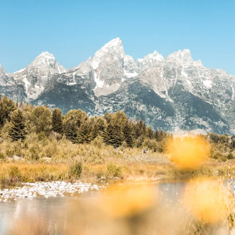 Trees and river with mountains in the background during daytime