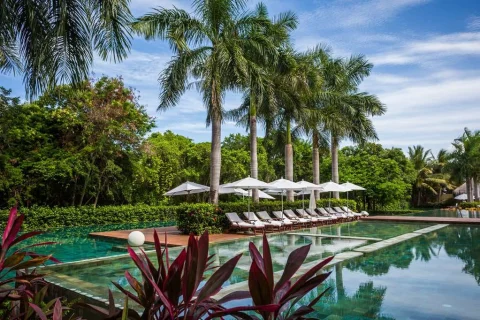 An outdoor pool area surrounded by greenery and large palm trees during the daytime
