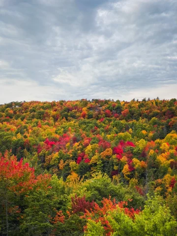 a hill covered with colorful trees