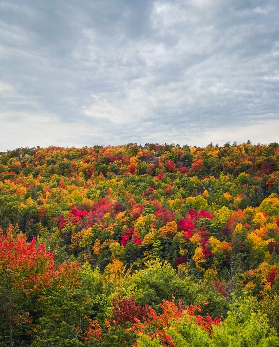 a hill covered with colorful trees