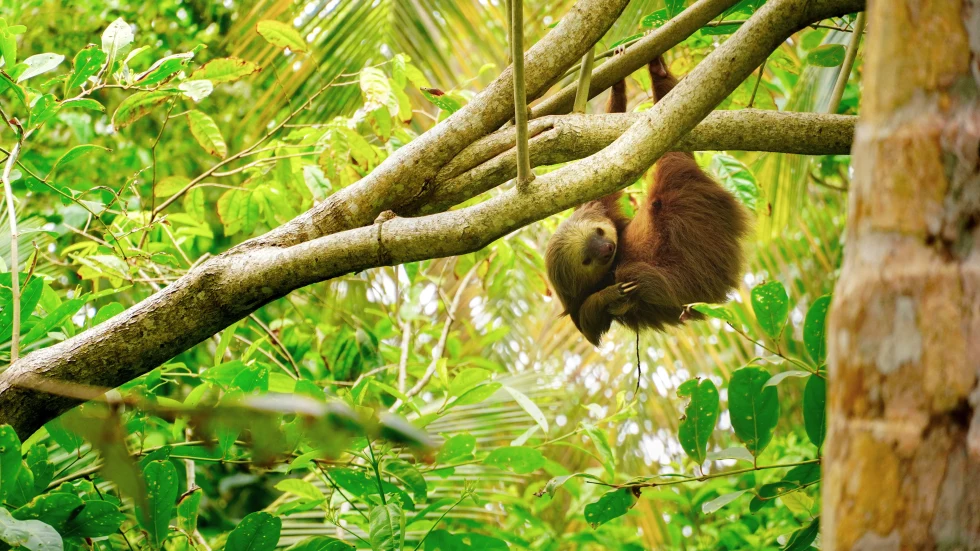 sloth hangs onto tree surrounded by green leaves