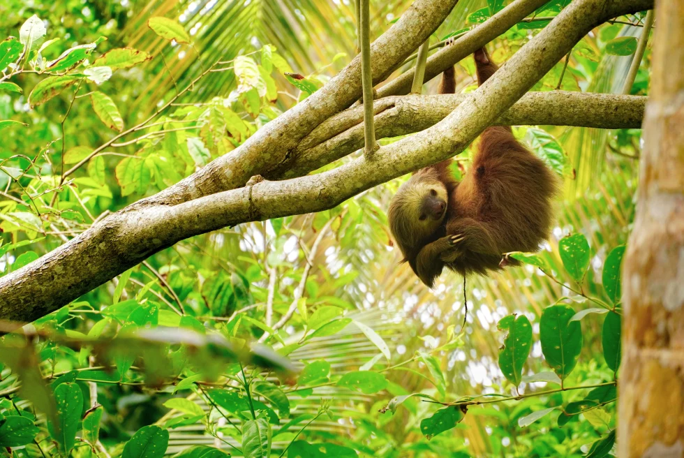 sloth hangs onto tree surrounded by green leaves