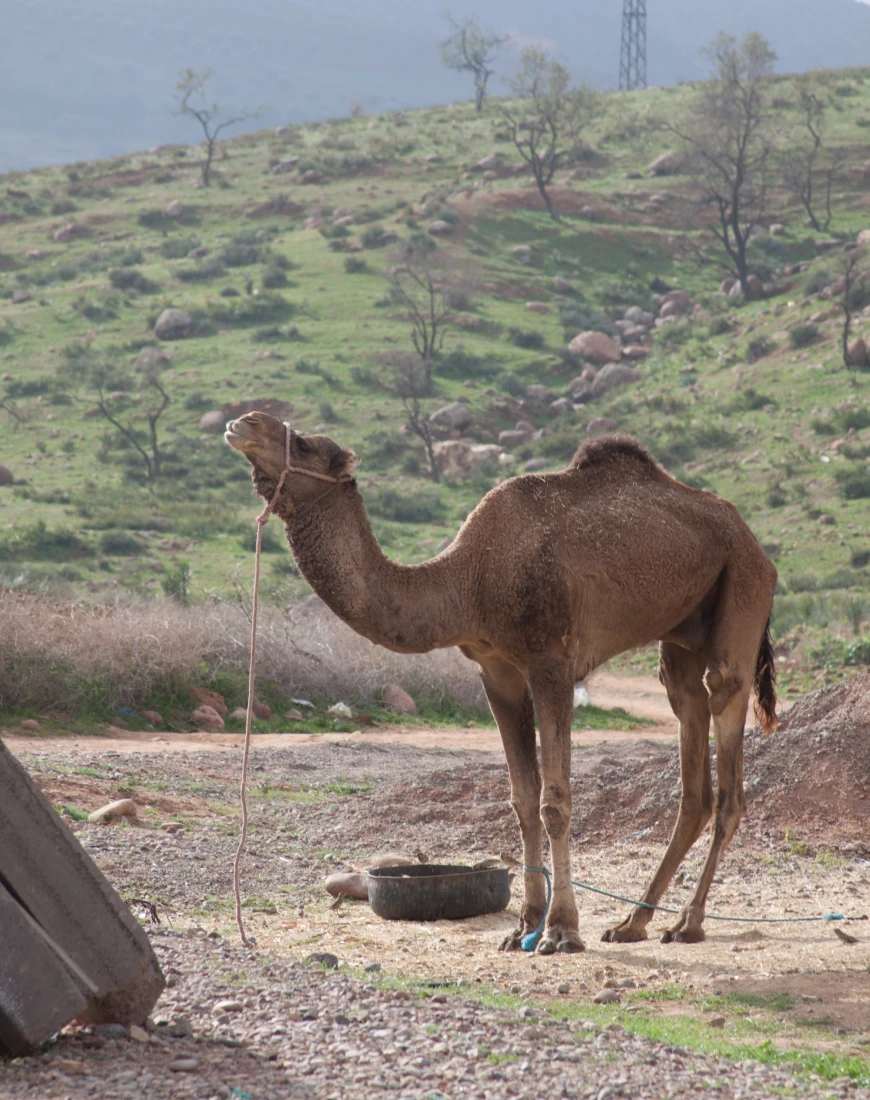 Camel in the valley