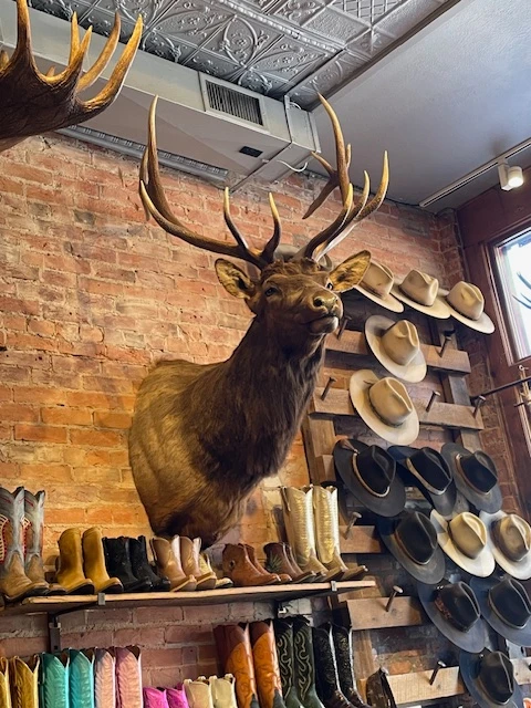 Taxidermy on a brick wall in a Western shop, something you can see while in Aspen Colorado for New Years.