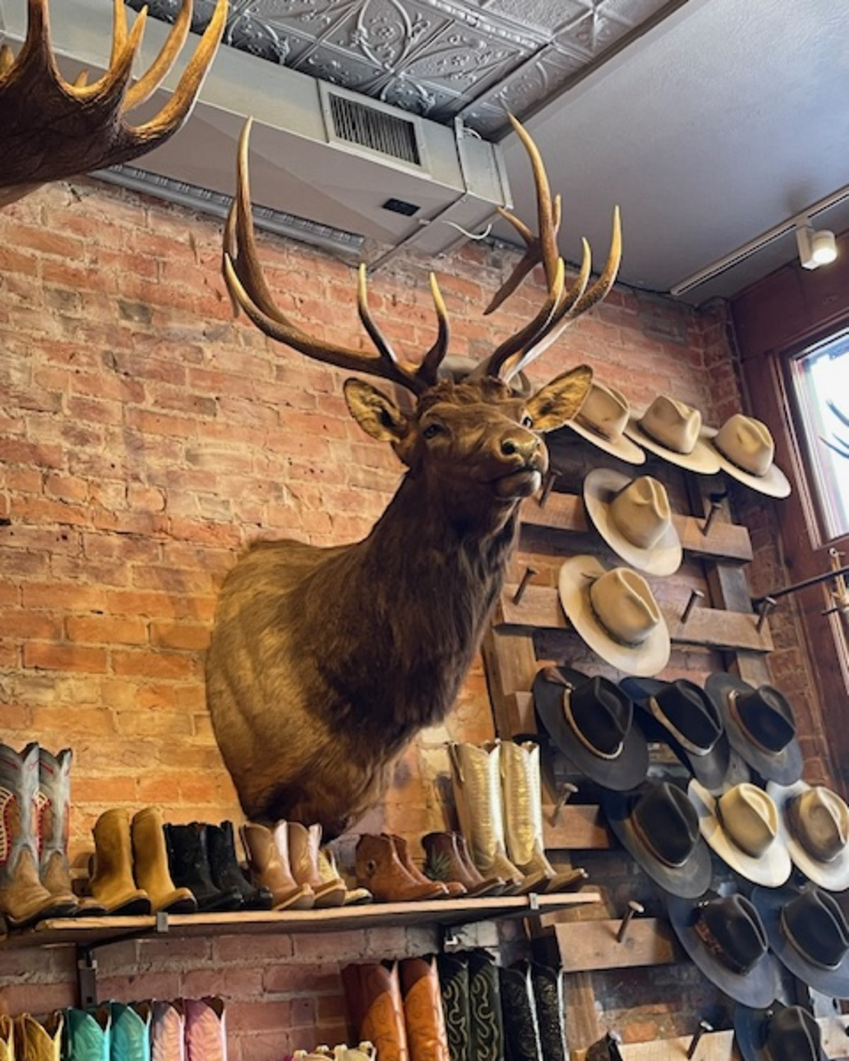 Taxidermy on a brick wall in a Western shop, something you can see while in Aspen Colorado for New Years.