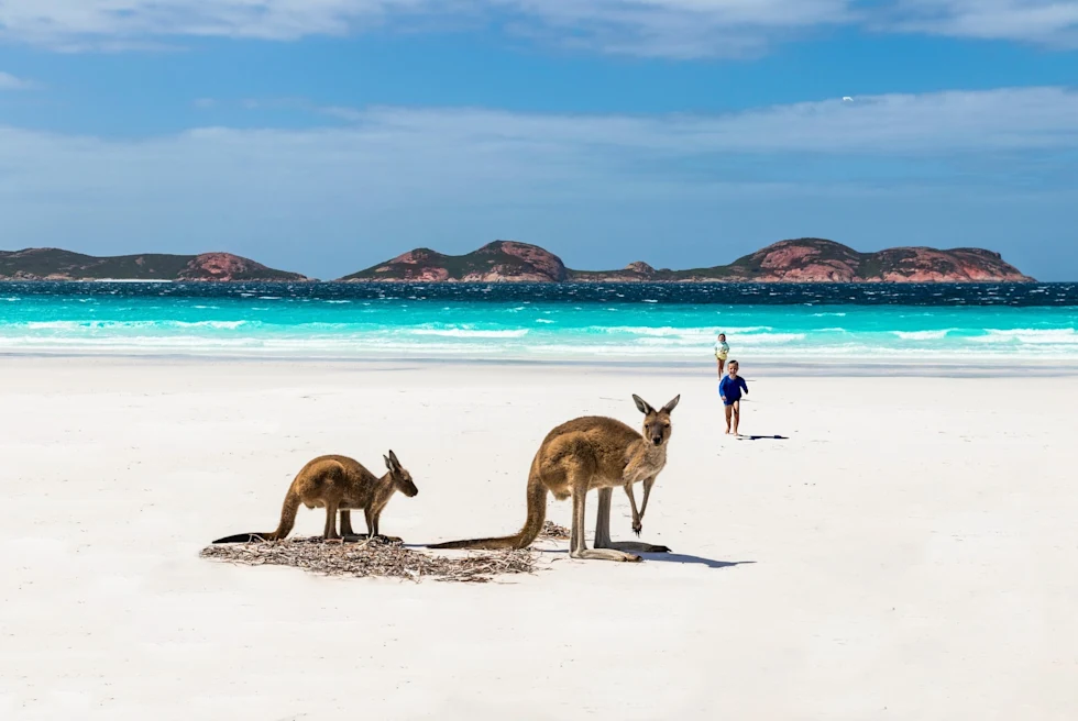 Kangoroos on a beach near blue waters.