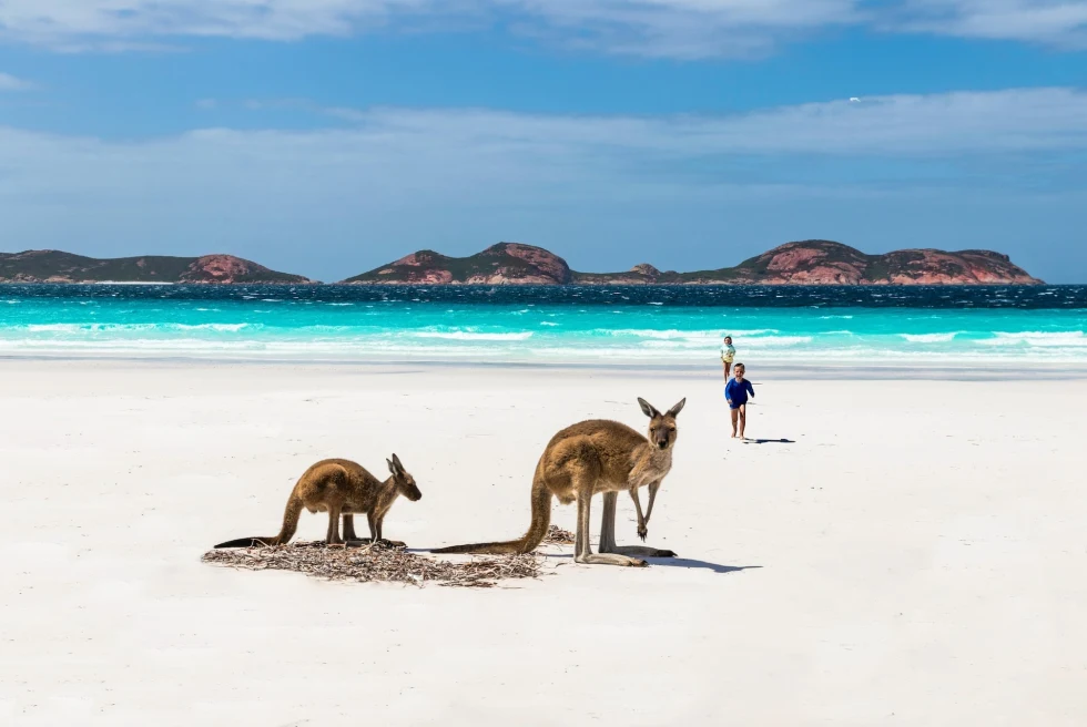 Kangoroos on a beach near blue waters. 