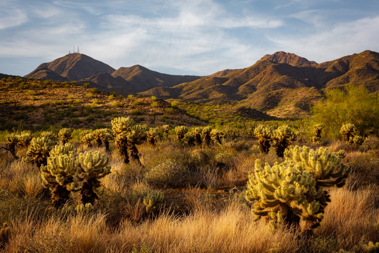 A desert landscape with cacti and mountains in Arizona. 