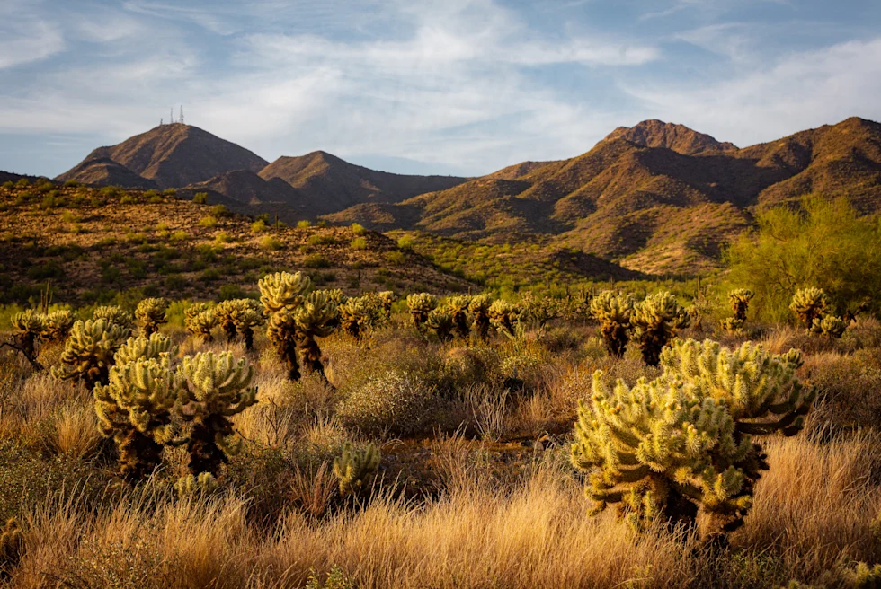 A desert landscape with cacti and mountains in Arizona.