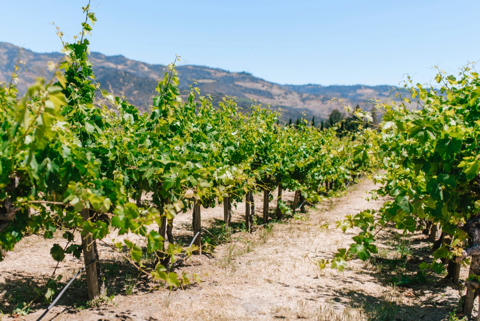 Vineyard in California. 