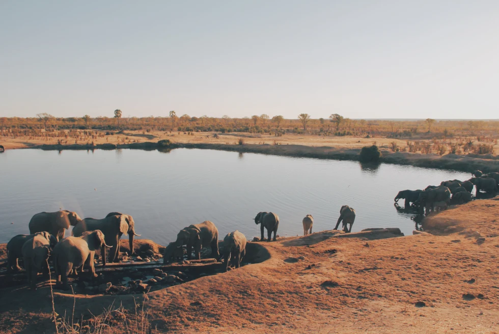 Herd of elephants drinking water from lake