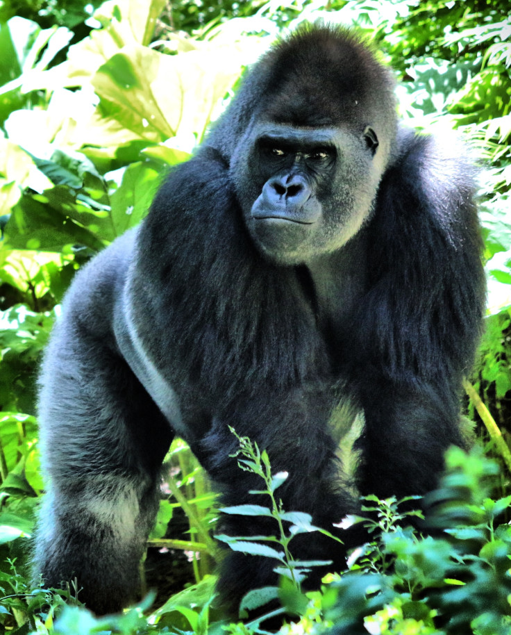 Gorilla standing surrounded by green plants