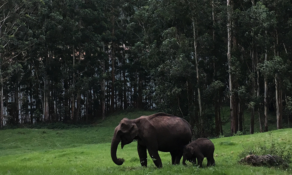 Sustainable Guide to Kerala, India - Day 5: Periyar National Park