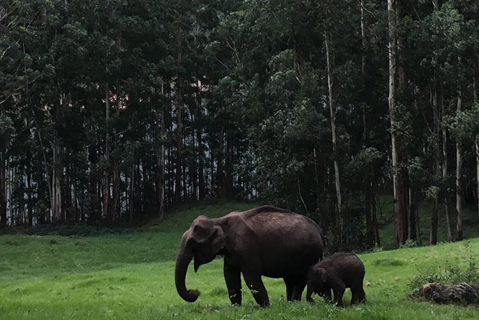 Sustainable Guide to Kerala, India - Day 5: Periyar National Park