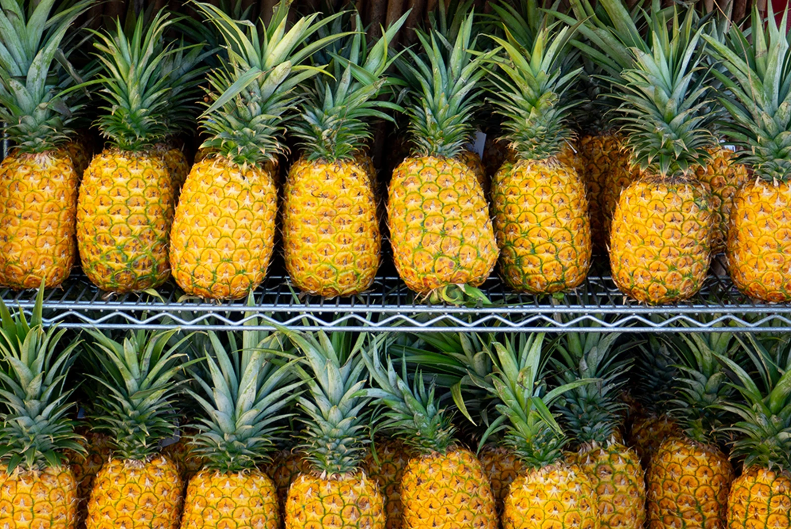 rows of golden pineapples with green spiky toppers