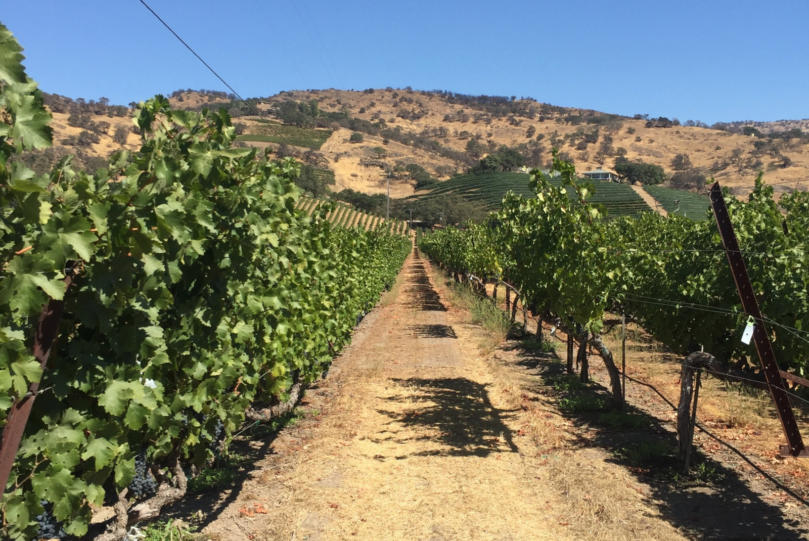 Vineyard in Napa Valley, California on a sunny day