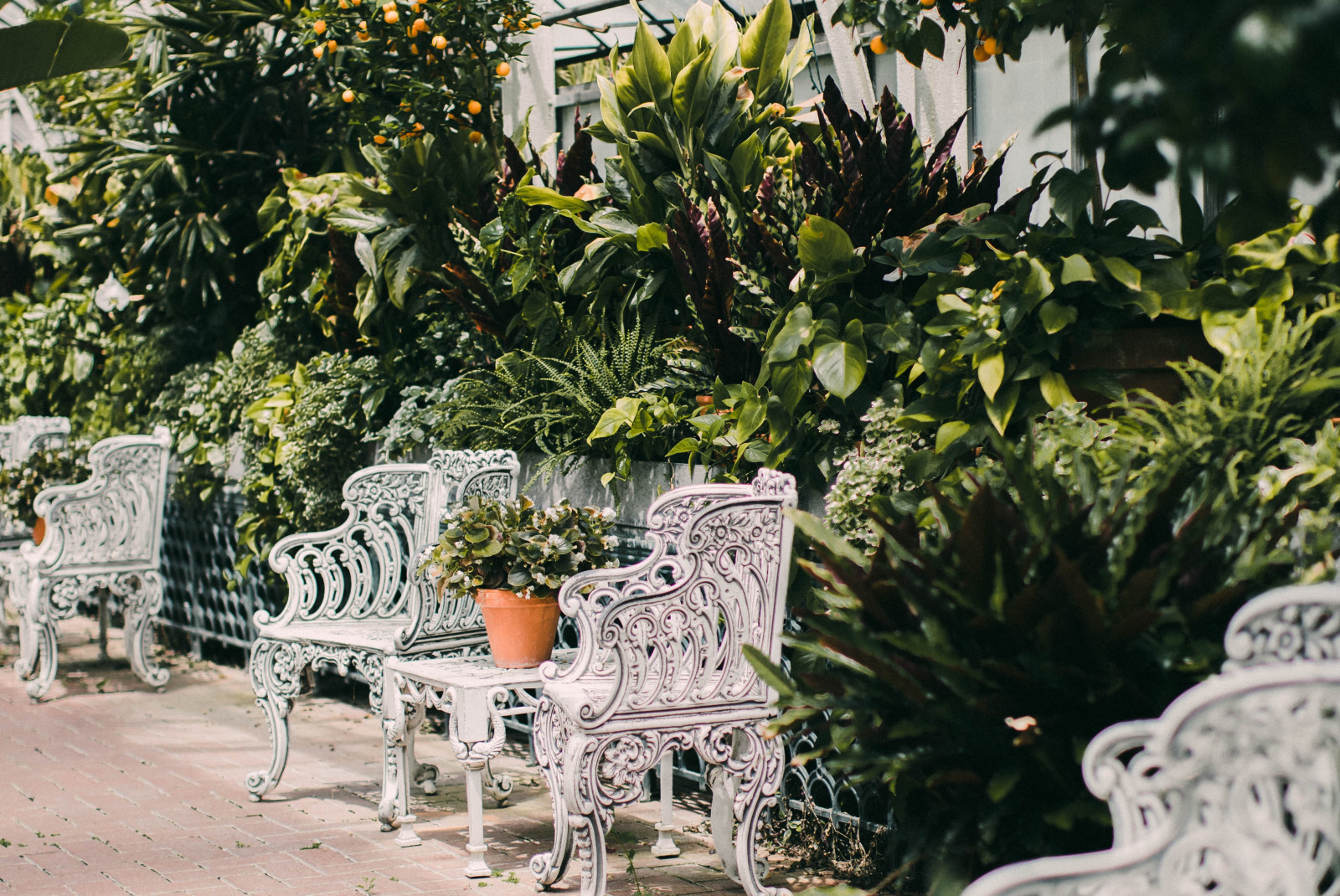 two white chairs surrounded by green plants during daytime