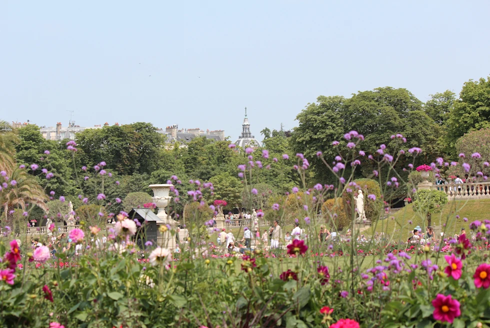 Pink flowers and green plants with buildings in the distance