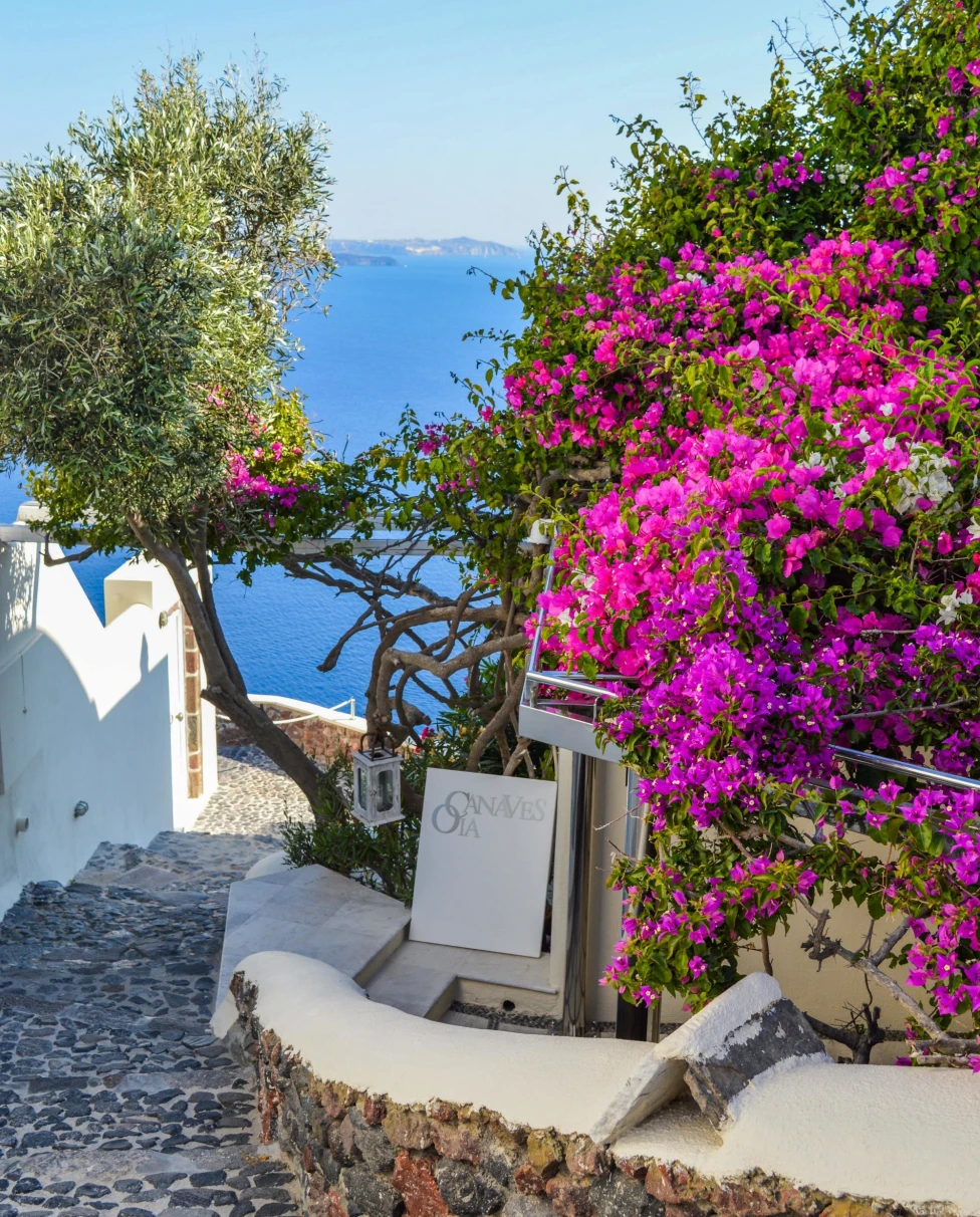 White Signage Beside Purple Bougainvillea Beside Body of Water
