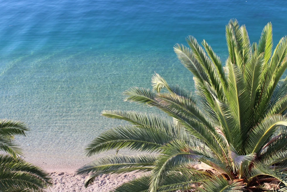 clear water on a beach with palm trees from above