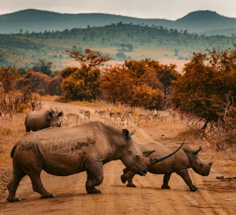 Rhinos, South Africa Travel Guide