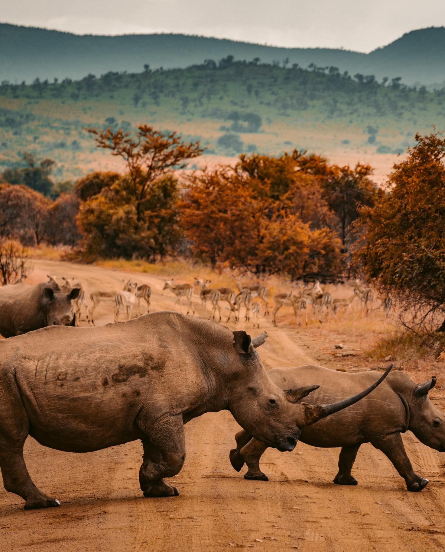 Rhinos, South Africa Travel Guide