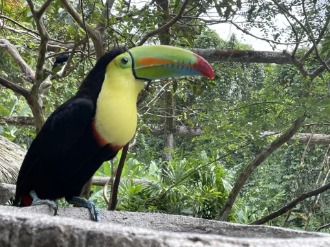 A toucan with a colorful beak sitting in a tree