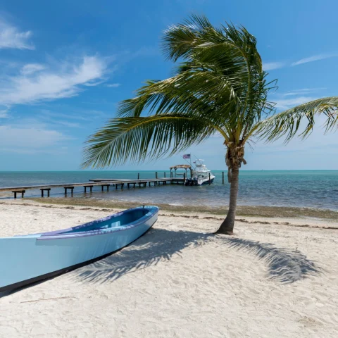 palm tree next to a blue canoe on a beach