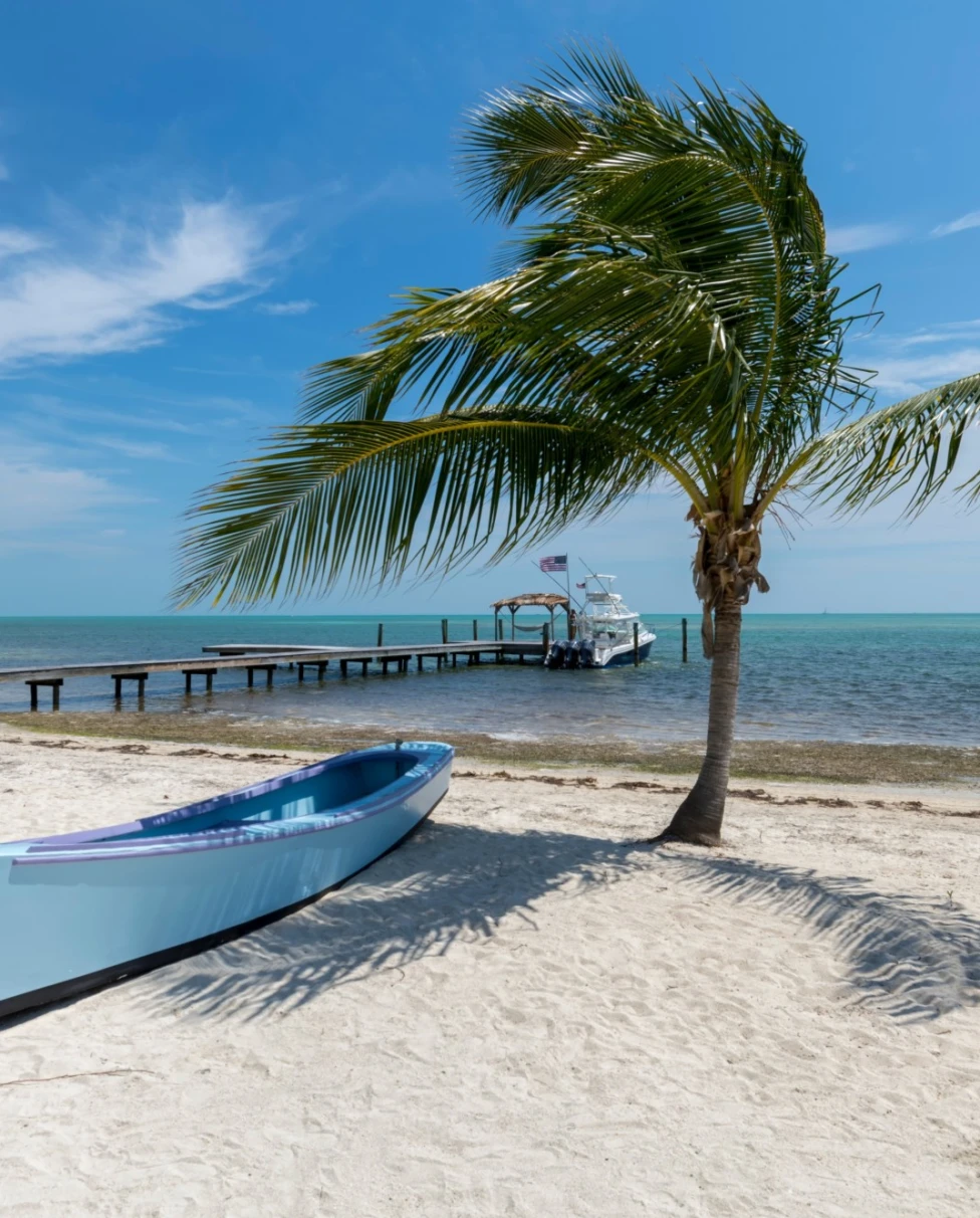 palm tree next to a blue canoe on a beach