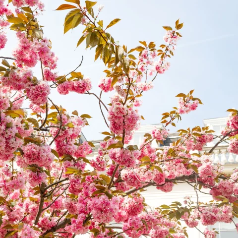 cherry blossoms